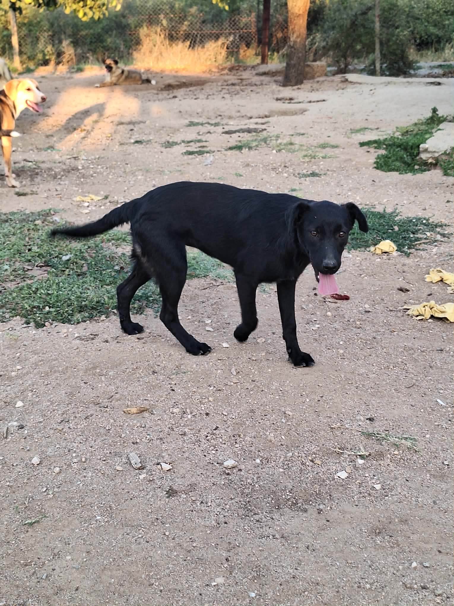 Lila