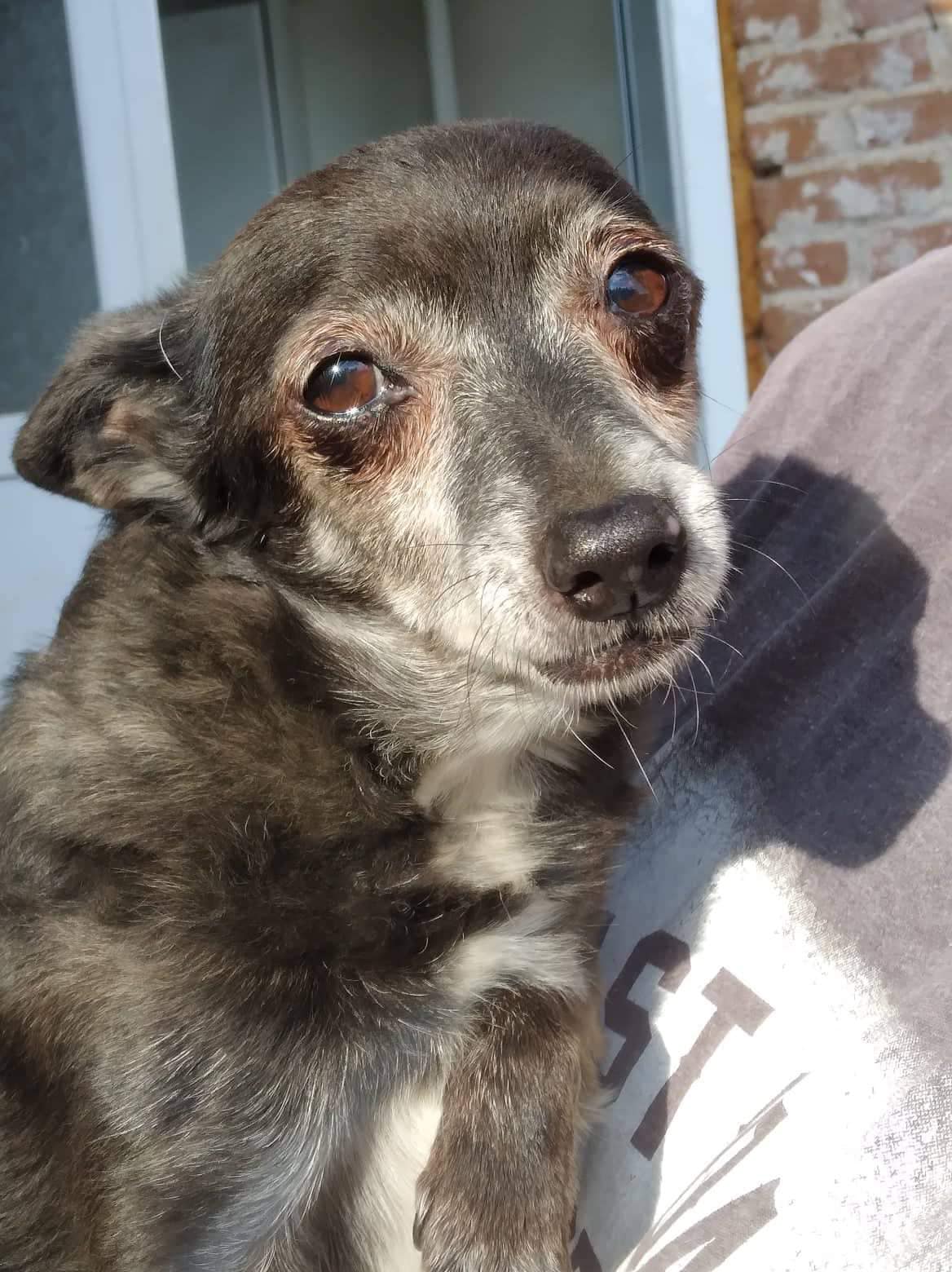Maya