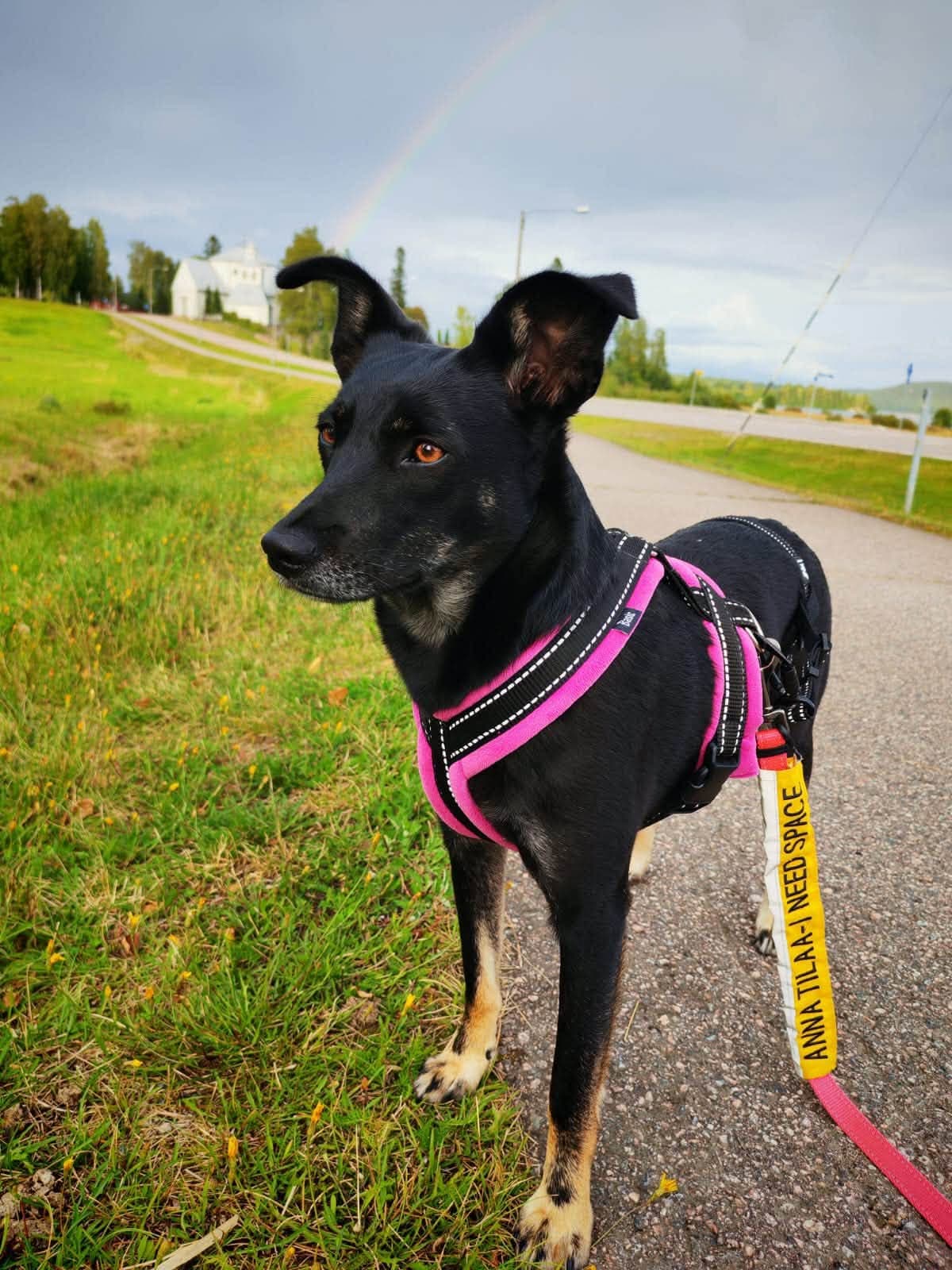 Amira