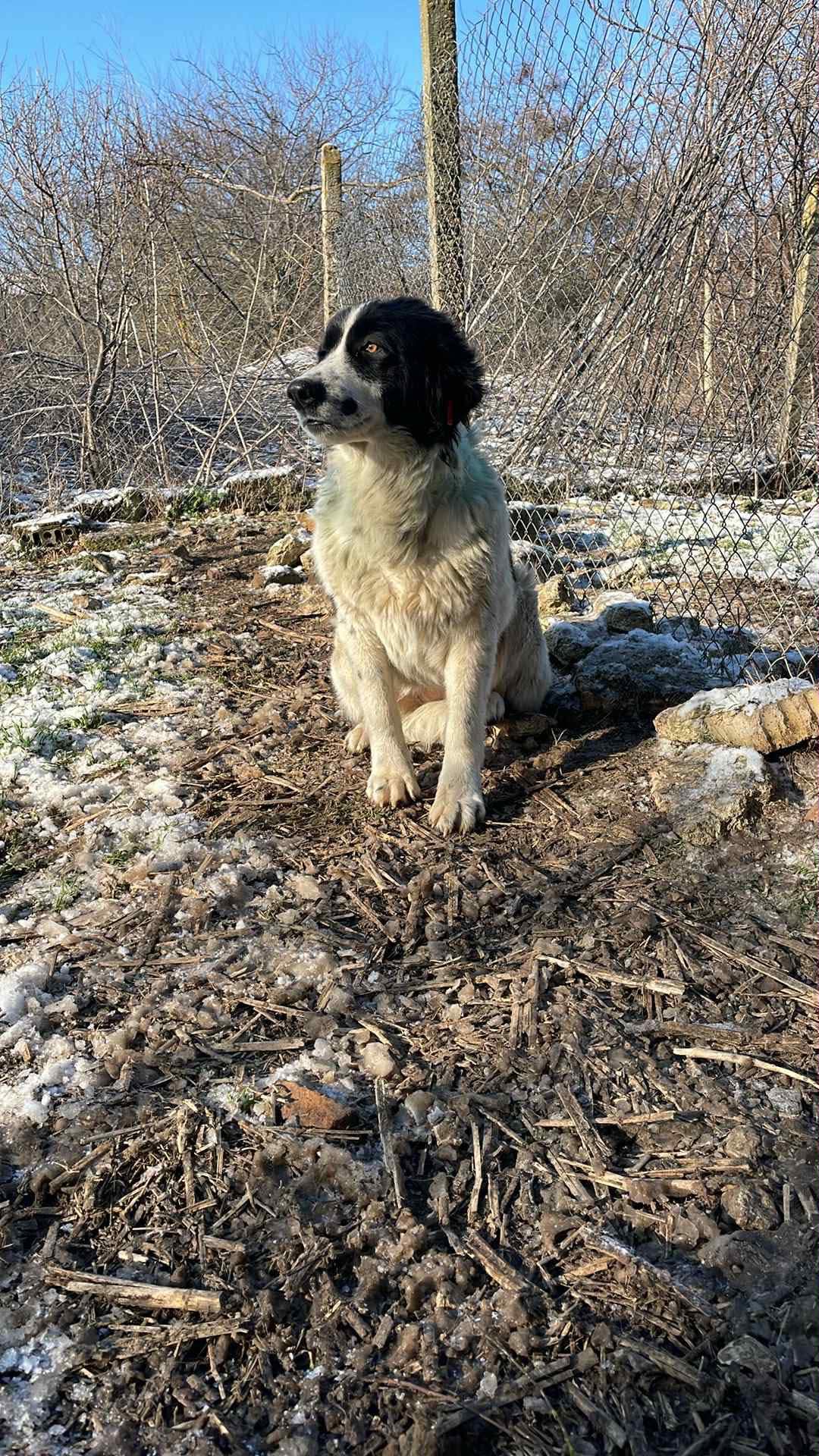 Hana
